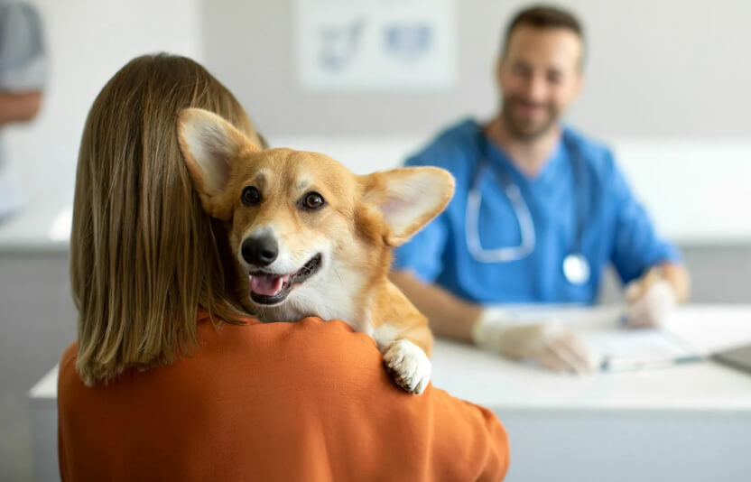 врач и хозяин в клинике, в кабинете, рядом собака